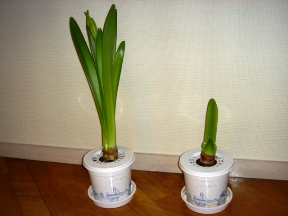 06年３月　植木の生育状況　フットマーク社長室